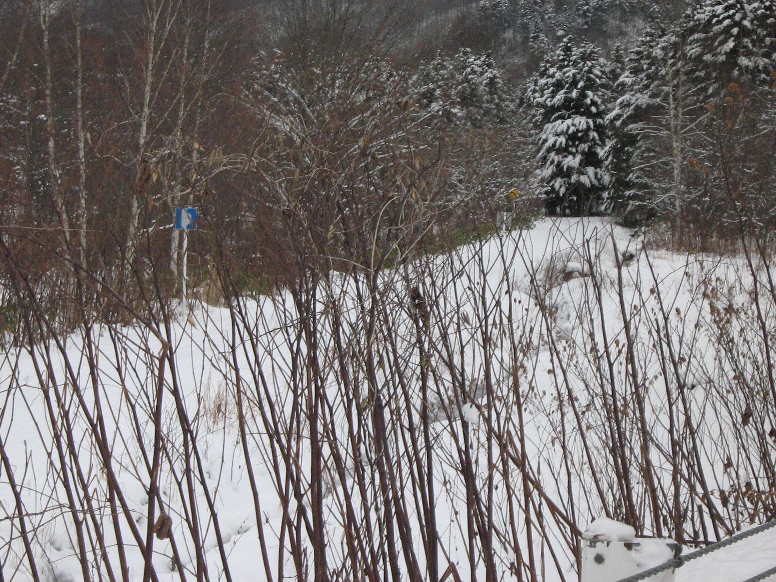 ���������ʉ����