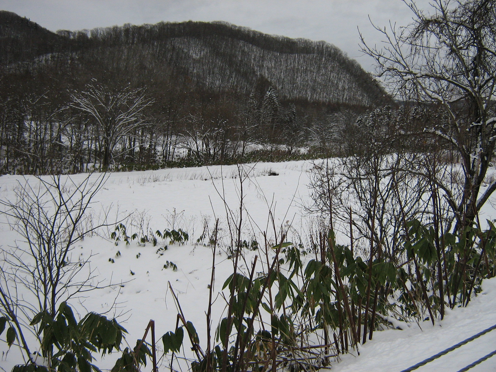 ���������ʉ����