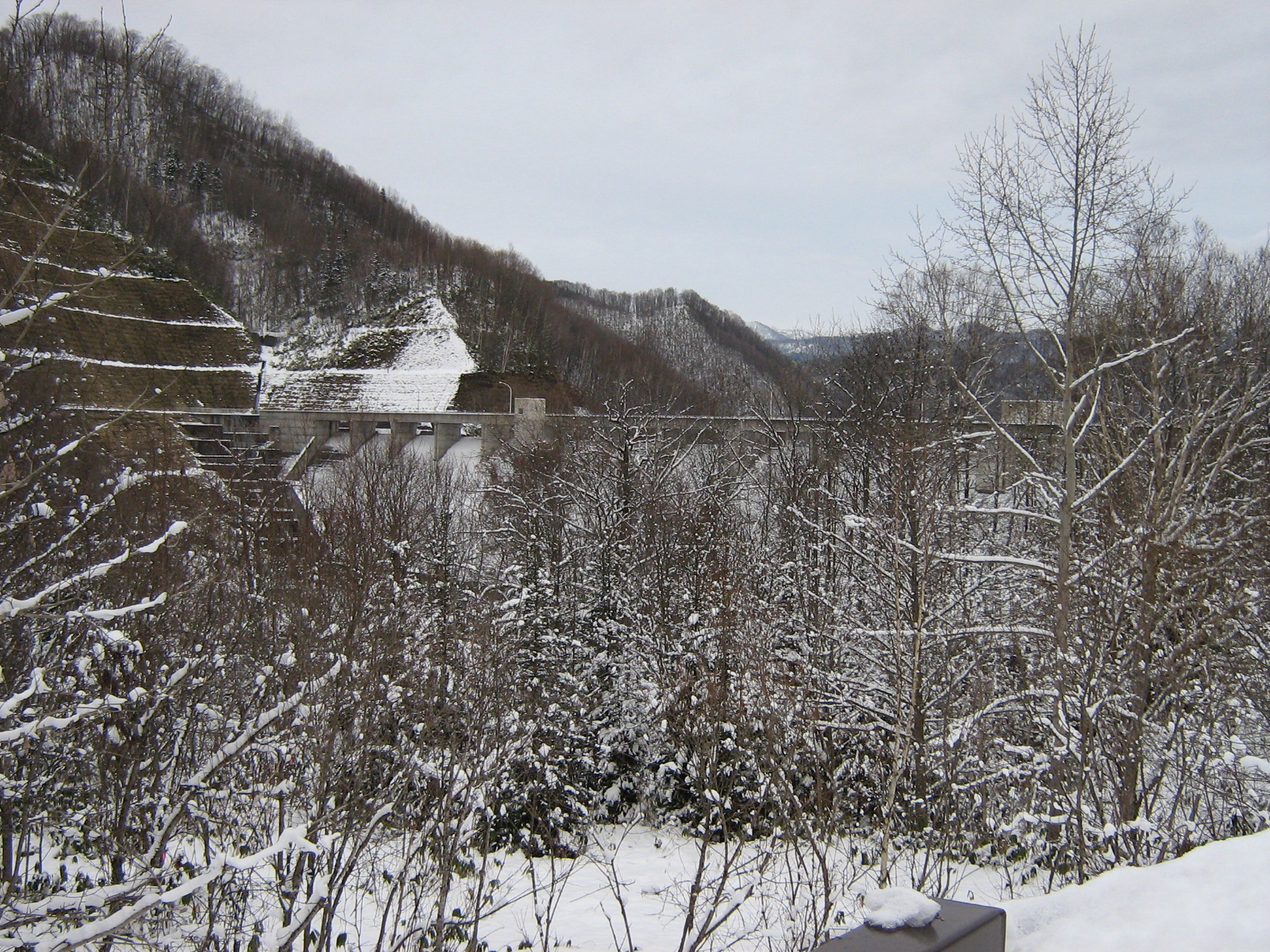 ���ʃ_���@��z��